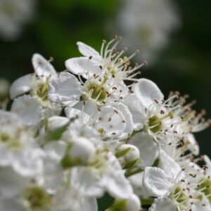 Christmas Whitethorn