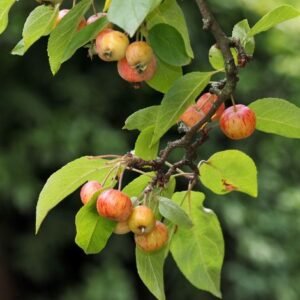 Irish Crab Apple