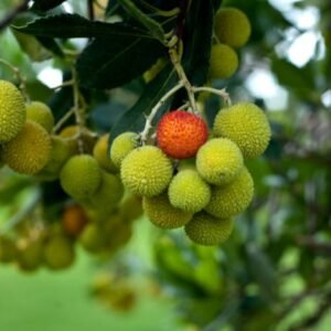 Irish Strawberry Tree