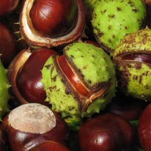 Horse Chestnut