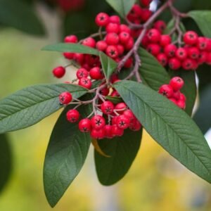 Cotoneaster