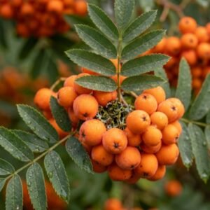 Rowan