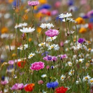 Sponsor an Irish Wildflower Meadow