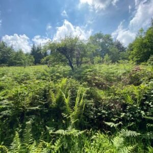 Plant Your Own Forest