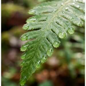 Fern