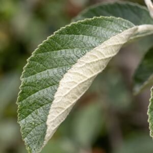 Whitebeam