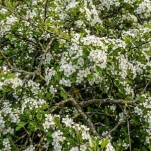 Whitethorn
